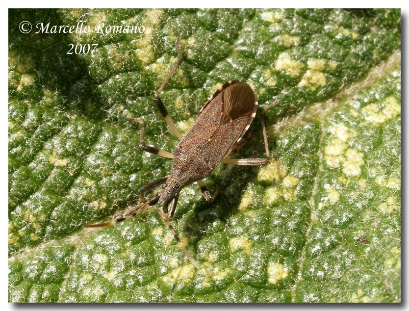 Due Heteroptera... Dicranocephalus agilis e Tritomegas?